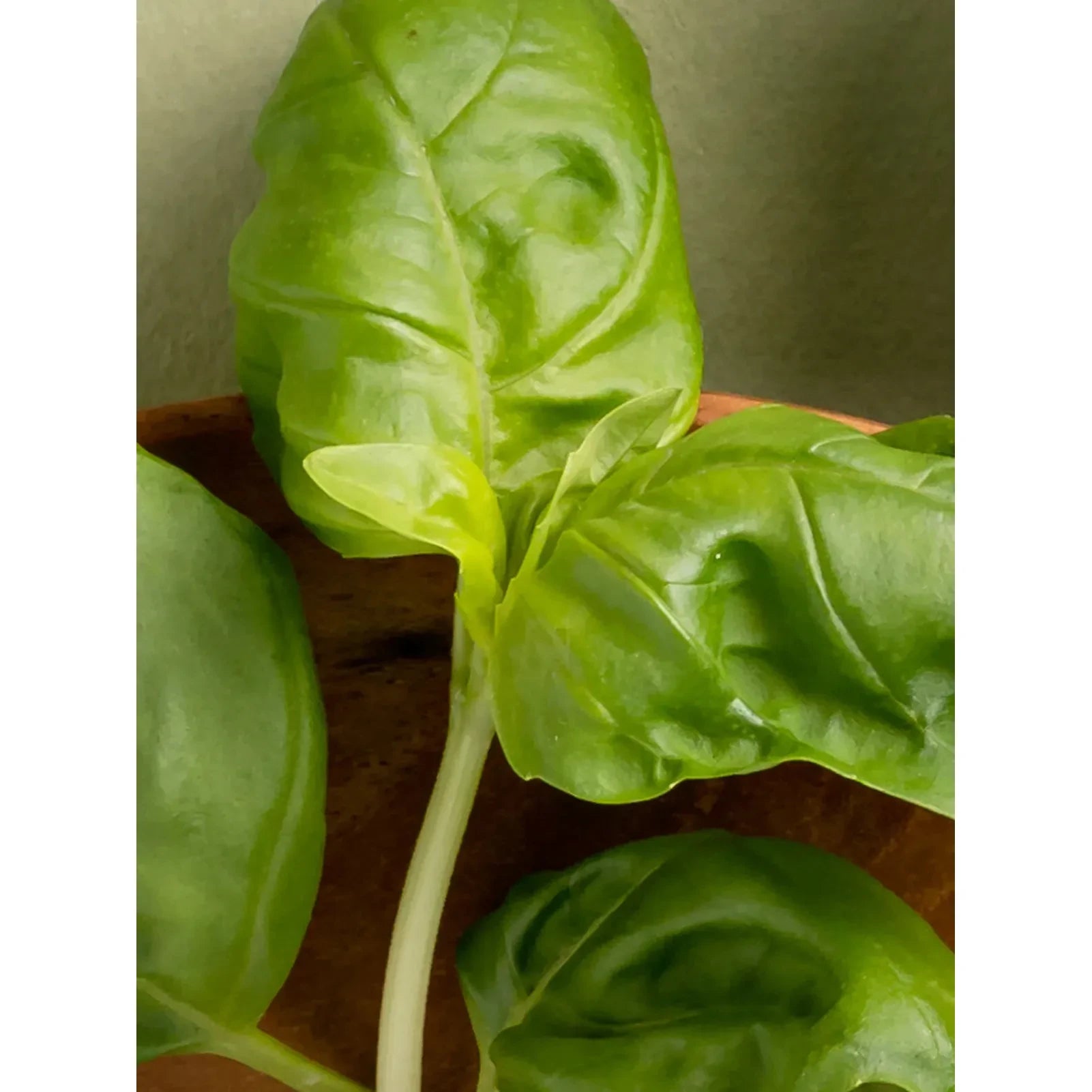 Studio McGee | Neroli Basil