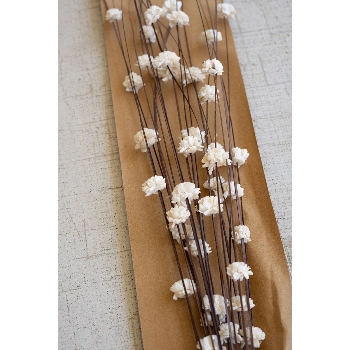 Bundle of 20 Sola Bells On Ting Ting Stems