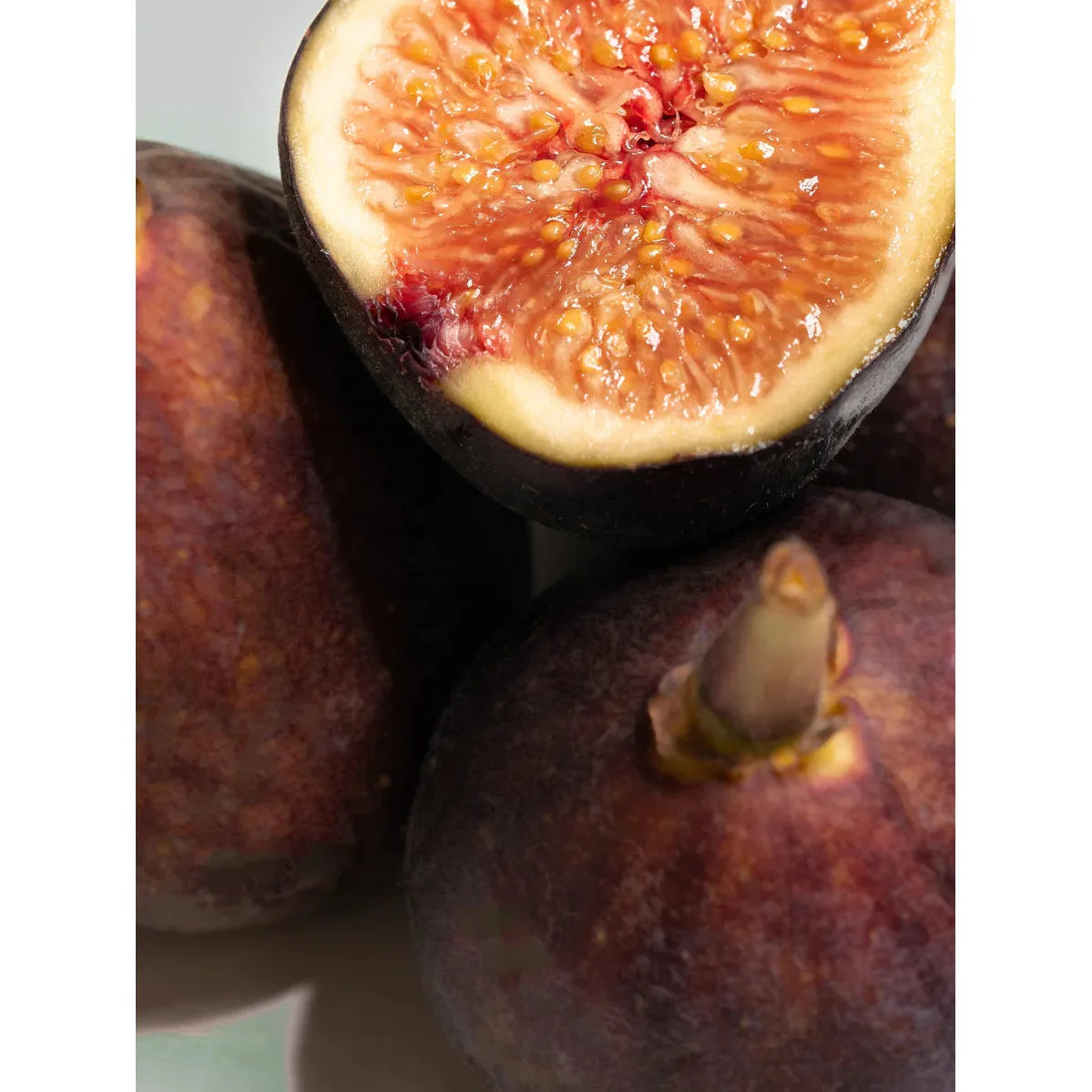 Studio McGee | Winter Bayberry