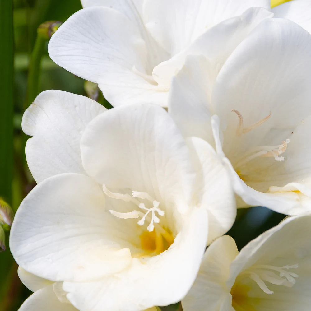 Glasshouse | Lost Amalfi Pura Scent