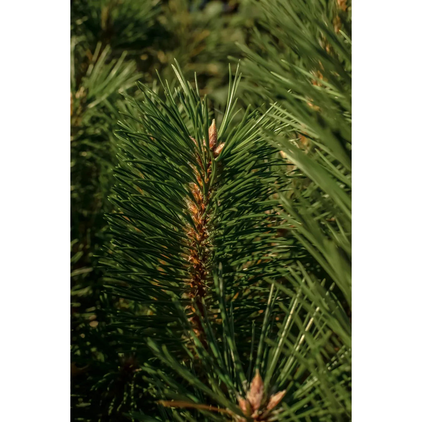 Illume | Balsam & Cedar Car Scent