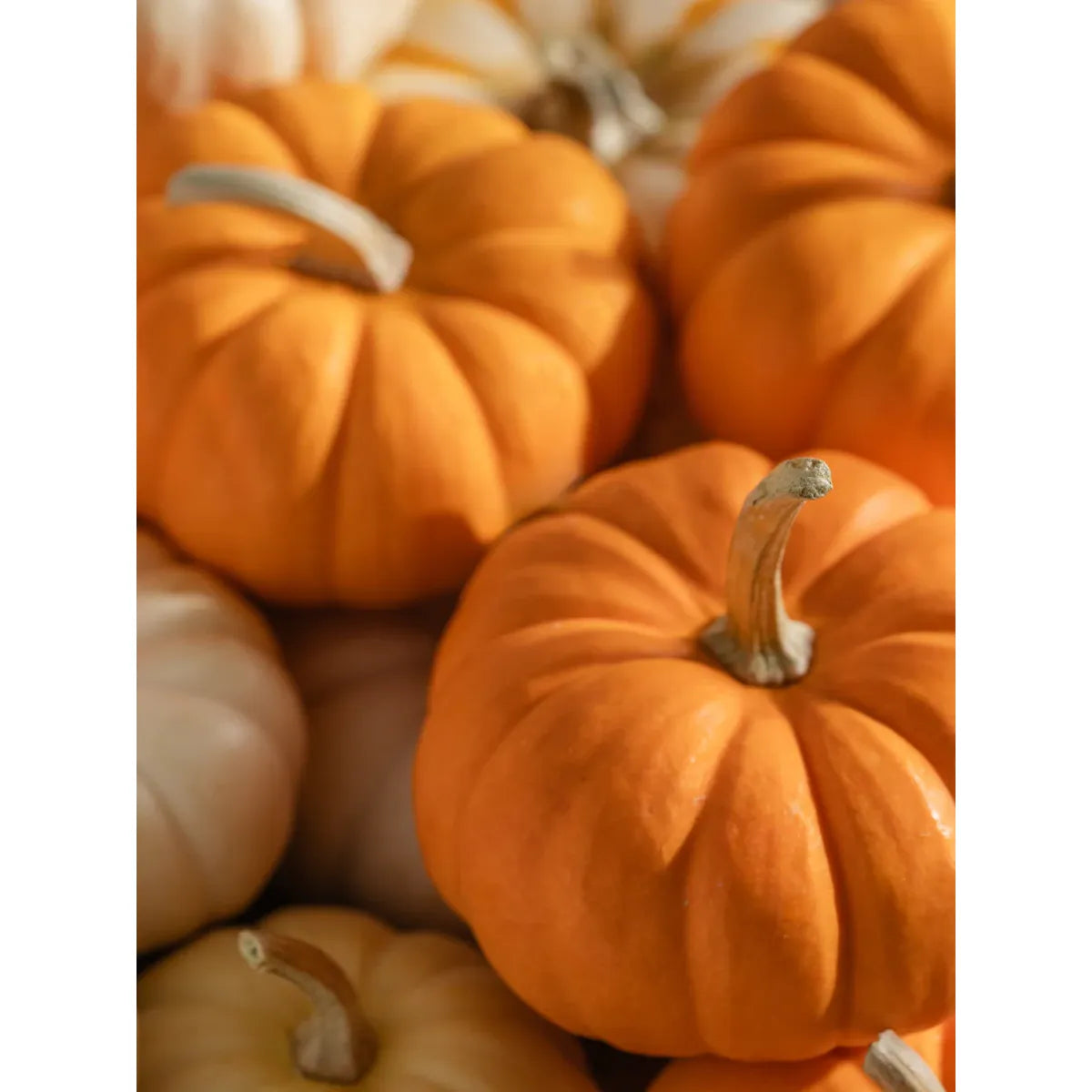 Homesick | Pumpkin Picking