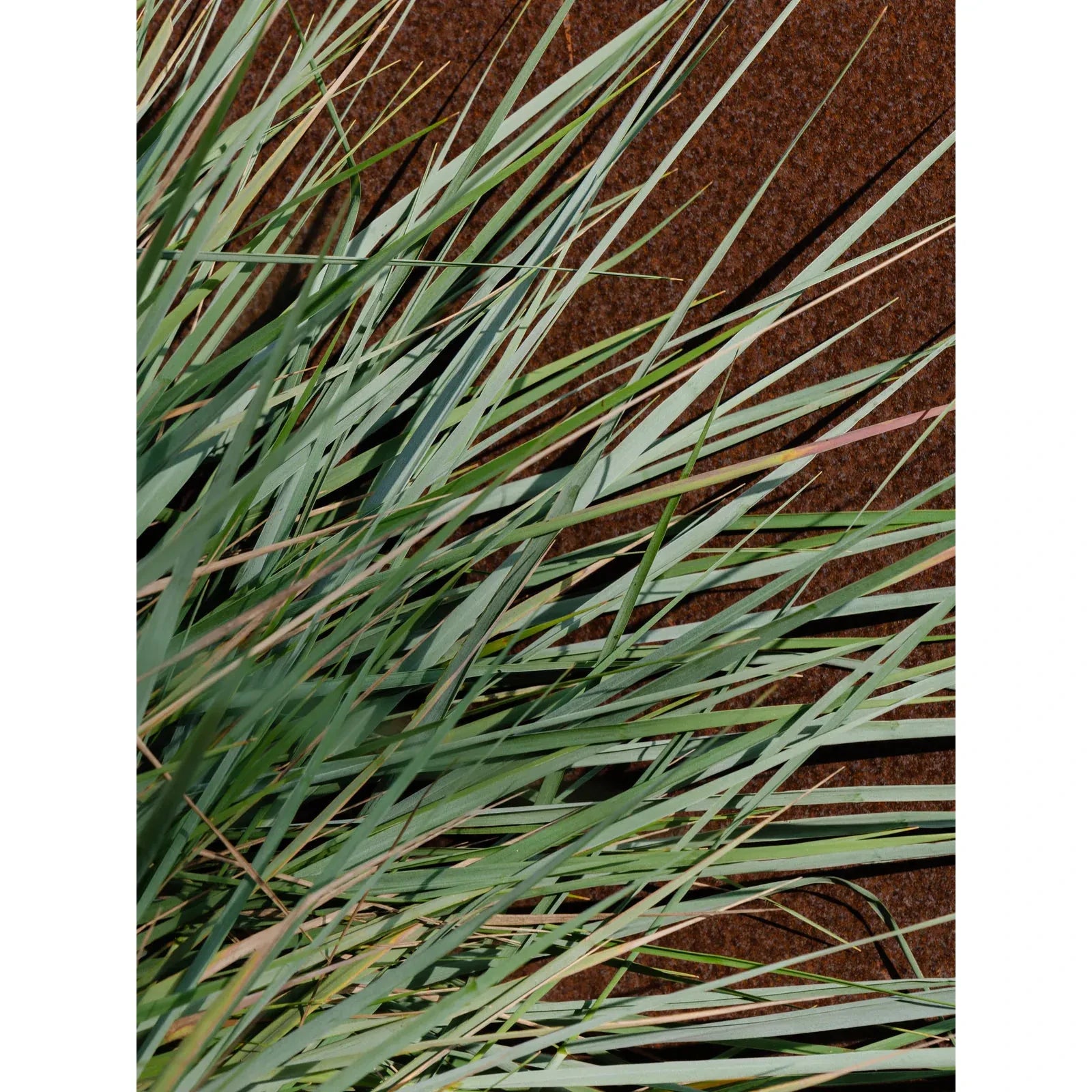 Apotheke | White Vetiver