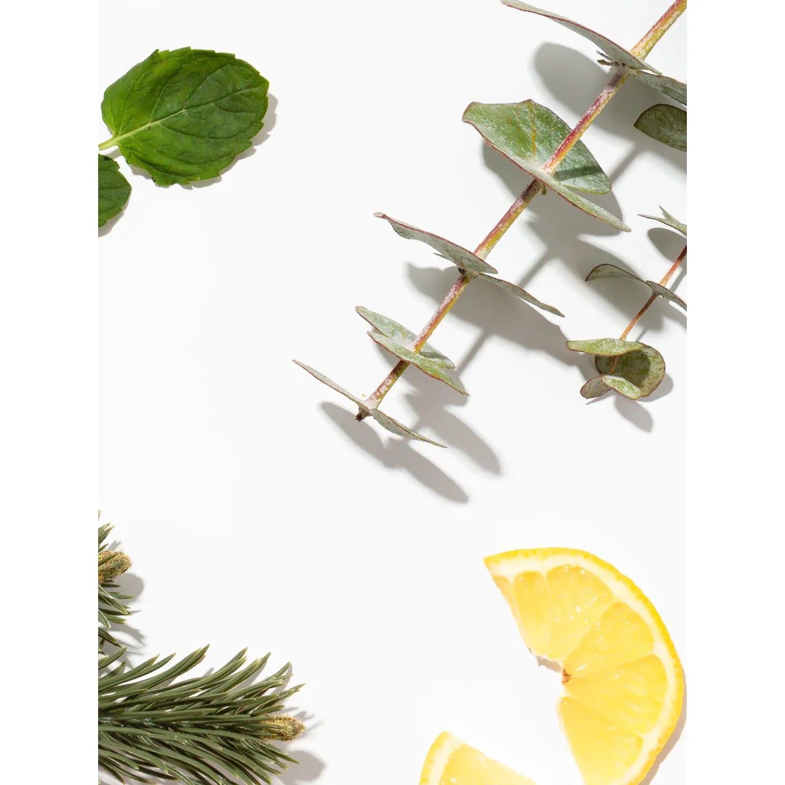 Archipelago | Eucalyptus - Miles and Bishop